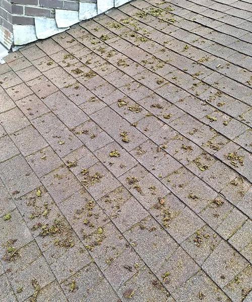 Roof Cleaning in Seattle 